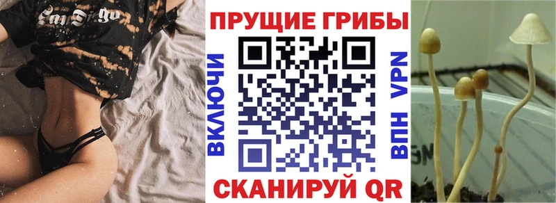Псилоцибиновые грибы Psilocybe  Купить  Строитель 